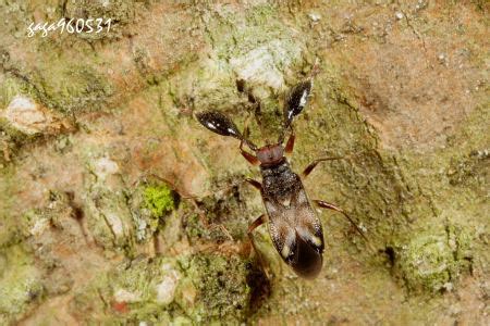 樹椿|木犀鹿角樹椿 Alcerocoris fraxinusae Lin, 2004 [特有]